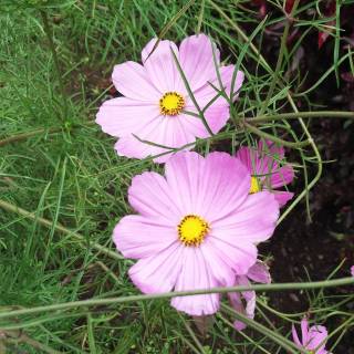 Coreopsis lanceolado rosa
